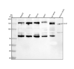 Western blot analysis of GLG1 using anti-GLG1 antibody. Lane 1: human HepG2 whole cell lysates, Lane 2: human SiHa whole cell lysates, Lane 3: human Hacat whole cell lysates, Lane 4: human whole cell lysates, Lane 5: rat testis tissue lysates, Lane 6: mouse testis tissue lysates. After electrophoresis, proteins were transferred to a nitrocellulose membrane at 150 mA for 50-90 minutes. Blocked the membrane with 5% non-fat milk/TBS for 1.5 hour at RT. The membrane was incubated with rabbit anti-GLG1 antibody at 0.5 ug/ml overnight at 4oC, then washed with TBS-0.1%Tween 3 times with 5 minutes each and probed with a goat anti-rabbit IgG-HRP secondary antibody at a dilution of 1:5000 for 1.5 hour at RT. The signal was developed using enhanced chemiluminescent. Western blot detection of GLG1 shows a predominant band at ~150 kDa, consistent with the mature, highly glycosylated form of the ~135 kDa core protein. A recurrent ~75 kDa species is observed across samples, compatible with a processed luminal fragment of GLG1; species-dependent glycosylation explains the slightly lower migration in mouse and rat.