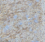 Immunohistochemical staining of GLG1 using anti-GLG1 antibody. GLG1 was detected in a paraffin-embedded section of mouse kidney tissue. Heat mediated antigen retrieval was performed in EDTA buffer (pH 8.0, epitope retrieval solution). The tissue section was blocked with 10% goat serum. The tissue section was then incubated with 2 ug/ml rabbit anti-GLG1 antibody overnight at 4oC. Peroxidase Conjugated Goat Anti-rabbit IgG was used as secondary antibody and incubated for 30 minutes at 37oC. The tissue section was developed using an HRP secondary and DAB substrate.