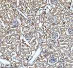 Immunohistochemical staining of GLG1 using anti-GLG1 antibody. GLG1 was detected in a paraffin-embedded section of rat kidney tissue. Heat mediated antigen retrieval was performed in EDTA buffer (pH 8.0, epitope retrieval solution). The tissue section was blocked with 10% goat serum. The tissue section was then incubated with 2 ug/ml rabbit anti-GLG1 antibody overnight at 4oC. Peroxidase Conjugated Goat Anti-rabbit IgG was used as secondary antibody and incubated for 30 minutes at 37oC. The tissue section was developed using an HRP secondary and DAB substrate.