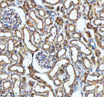 Immunohistochemical staining of GLG1 using anti-GLG1 antibody. GLG1 was detected in a paraffin-embedded section of rat kidney tissue. Heat mediated antigen retrieval was performed in EDTA buffer (pH 8.0, epitope retrieval solution). The tissue section was blocked with 10% goat serum. The tissue section was then incubated with 2 ug/ml rabbit anti-GLG1 antibody overnight at 4oC. Peroxidase Conjugated Goat Anti-rabbit IgG was used as secondary antibody and incubated for 30 minutes at 37oC. The tissue section was developed using an HRP secondary and DAB substrate.