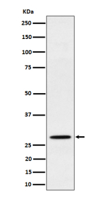 Western blot analysis of PSMB10 expression in human Raji cell lysate. Predicted molecular weight ~29 kDa.