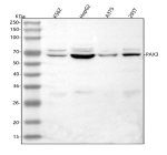 Western blot analysis of PAX3 using anti-PAX3 antibody. Lane 1: human K562 whole cell lysates, Lane 2: human HepG2 whole cell lysates, Lane 3: human whole cell lysates, Lane 4: human 293T whole cell lysates. After electrophoresis, proteins were transferred to a nitrocellulose membrane at 150 mA for 50-90 minutes. Blocked the membrane with 5% non-fat milk/TBS for 1.5 hour at RT. The membrane was incubated with rabbit anti-PAX3 antibody at 0.5 ug/ml overnight at 4oC, then washed with TBS-0.1%Tween 3 times with 5 minutes each and probed with a goat anti-rabbit IgG-HRP secondary antibody at a dilution of 1:5000 for 1.5 hour at RT. The signal was developed using enhanced chemiluminescent. Western blot detection of PAX3 shows a primary band at ~69 kDa across multiple human cell lines, with weaker higher-molecular-weight species. Although the predicted mass of PAX3 is ~53 kDa, the protein frequently migrates between 65-70 kDa due to phosphorylation and its proline-rich composition.