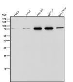 Western blot testing of human samples using the PDIA4 antibody at 1:1000 dilution for 1 hour at room temperature. Predicted molecular weight ~73 kDa.