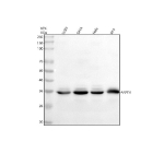 Western blot analysis of ARPIN using anti-ARPIN antibody. Lane 1: human U20S whole cell lysates, Lane 2: human SiHa whole cell lysates, Lane 3: human Hela whole cell lysates, Lane 4: human RT4 whole cell lysates. After electrophoresis, proteins were transferred to a nitrocellulose membrane at 150 mA for 50-90 minutes. Blocked the membrane with 5% non-fat milk/TBS for 1.5 hour at RT. The membrane was incubated with rabbit anti-ARPIN antibody at 0.5 ug/ml overnight at 4oC, then washed with TBS-0.1%Tween 3 times with 5 minutes each and probed with a goat anti-rabbit IgG-HRP secondary antibody at a dilution of 1:5000 for 1.5 hour at RT. The signal was developed using enhanced chemiluminescent. Western blot detection of ARPIN shows a single band at ~35 kDa across tested lysates. Although the predicted mass is ~25 kDa, ARPIN frequently migrates higher on SDS-PAGE, consistent with its acidic/disordered regions and post-translational modificationâdependent mobility.
