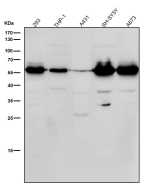 Western blot testing of human samples using the Phospho-Beta Arrestin 1 (Ser412) antibody at 1:1000 dilution for 1 hour at room temperature. Western blot analysis of phospho-beta-arrestin 1 (Ser412) shows a dominant band at ~55 kDa and a secondary band near ~37 kDa across multiple cell lines. Although the predicted size of beta-arrestin 1 is ~47 kDa, phosphorylation at Ser412 causes an upward mobility shift, while the lower band likely represents a truncated or partially degraded form of the protein.