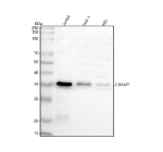 Western blot analysis of GIMAP1 using anti-GIMAP1 antibody. Lane 1: human Jurkat whole cell lysates, Lane 2: human THP-1 whole cell lysates, Lane 3: human HEL whole cell lysates. After electrophoresis, proteins were transferred to a nitrocellulose membrane at 150 mA for 50-90 minutes. Blocked the membrane with 5% non-fat milk/TBS for 1.5 hour at RT. The membrane was incubated with rabbit anti-GIMAP1 antibody at 0.5 ug/ml overnight at 4oC, then washed with TBS-0.1%Tween 3 times with 5 minutes each and probed with a goat anti-rabbit IgG-HRP secondary antibody at a dilution of 1:5000 for 1.5 hour at RT. The signal was developed using enhanced chemiluminescent. The expected molecular weight of GIMAP1 is ~34 kDa.