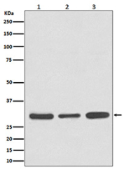 Western blot analysis of Caspase 3 expression in (1) Jurkat cell lysate; (2) NIH/3T3 cell lysate; (3) rat brain lysate using CASP3 antibody. The predicted molecular weight of Caspase 3 is at ~32 kDa.
