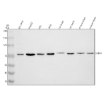Western blot analysis of SRBD1 using anti-SRBD1 antibody. Electrophoresis was performed on a 8% SDS-PAGE gel at 80V (Stacking gel) / 120V (Resolving gel) for 2 hours. Lane 1: human SH-SY5Y whole cell lysates, Lane 2: human HepG2 whole cell lysates, Lane 3: human HEL whole cell lysates, Lane 4: human whole cell lysates, Lane 5: rat brain tissue lysates, Lane 6: rat testis tissue lysates, Lane 7: mouse brain tissue lysates, Lane 8: mouse testis tissue lysates. After electrophoresis, proteins were transferred to a nitrocellulose membrane at 150 mA for 50-90 minutes. Blocked the membrane with 5% non-fat milk/TBS for 1.5 hour at RT. The membrane was incubated with rabbit anti-SRBD1 antibody at 0.5 ug/ml overnight at 4oC, then washed with TBS-0.1%Tween 3 times with 5 minutes each and probed with a goat anti-rabbit IgG-HRP secondary antibody at a dilution of 1:5000 for 1.5 hour at RT. The signal was developed using an ECL Plus Western Blotting Substrate. Western blot detection of SRBD1 reveals a predominant band just above 70 kDa across multiple lysates. Although the predicted size of full-length SRBD1 is ~112 kDa, SRBD1 encodes shorter isoforms and can yield stable truncated species, which likely account for the ~70 kDa band observed here.