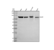 Western blot analysis of NYAP2 using anti-NYAP2 antibody. Electrophoresis was performed on a 10% SDS-PAGE gel at 80V (Stacking gel) / 120V (Resolving gel) for 2 hours. Lane 1: human Hela whole cell lysates, Lane 2: human SIHA whole cell lysates, Lane 3: human SH-SY5Y whole cell lysates, Lane 4: human U2OS whole cell lysates. After electrophoresis, proteins were transferred to a nitrocellulose membrane at 150 mA for 50-90 minutes. Blocked the membrane with 5% non-fat milk/TBS for 1.5 hour at RT. The membrane was incubated with rabbit anti-NYAP2 antibody at 0.5 ug/ml overnight at 4oC, then washed with TBS-0.1%Tween 3 times with 5 minutes each and probed with a goat anti-rabbit IgG-HRP secondary antibody at a dilution of 1:5000 for 1.5 hour at RT. The signal was developed using an ECL Plus Western Blotting Substrate. Western blot analysis of NYAP2 in HeLa, SiHa, SH-SY5Y, and U-251 cell lysates using an anti NYAP2 antibody. A predominant band is detected at an approximately 80-85 kDa in all samples, running slightly above the predicted ~71 kDa size of NYAP2 but consistent with the higher apparent molecular weight reported for this heavily phosphorylated adaptor protein.