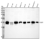 Western blot analysis of RSL24D1 using anti-RSL24D1 antibody. Lane 1: human HepG2 whole cell lysates, Lane 2: human HL-60 whole cell lysates, Lane 3: human PC-3 whole cell lysates, Lane 4: human MOLT-4 whole cell lysates, Lane 5: rat RH35 whole cell lysates, Lane 6: rat PC-12 whole cell lysates, Lane 7: mouse RAW264.7 whole cell lysates, Lane 8: mouse SP2/0 whole cell lysates. After electrophoresis, proteins were transferred to a nitrocellulose membrane at 150 mA for 50-90 minutes. Blocked the membrane with 5% non-fat milk/TBS for 1.5 hour at RT. The membrane was incubated with rabbit anti-RSL24D1 antibody at 0.25 ug/ml overnight at 4oC, then washed with TBS-0.1%Tween 3 times with 5 minutes each and probed with a goat anti-rabbit IgG-HRP secondary antibody at a dilution of 1:5000 for 1.5 hour at RT. The signal was developed using enhanced chemiluminescent. A specific band was detected for RSL24D1 at approximately 20 kDa. The expected molecular weight of RSL24D1 is ~20 kDa.