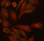 Immunofluorescent staining of PTRHD1 using anti-PTRHD1 antibody (green) and anti-Beta Tubulin antibody (red). PTRHD1 was detected in immunocytochemical section of human HELA cell. Enzyme antigen retrieval was performed using IHC enzyme antigen retrieval reagent for 15 mins. The cells were blocked with 10% goat serum. And then incubated with 5 ug/ml rabbit anti-PTRHD1 antibody and mouse anti-Beta Tubulin antibody overnight at 4oC. DyLight 488 Conjugated Goat Anti-Rabbit IgG and DyLight 550 Conjugated Goat Anti-Mouse IgG were used as secondary antibody at 1:500 dilution and incubated for 30 minutes at 37oC. Visualize using a fluorescence microscope and filter sets appropriate for the label used.
