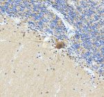 Immunohistochemical staining of C2orf79/PTRHD1 using anti-C2orf79/PTRHD1 antibody. C2orf79/PTRHD1 was detected in a paraffin-embedded section of human cerebellum tissue. Heat mediated antigen retrieval was performed in EDTA buffer (pH 8.0, epitope retrieval solution). The tissue section was blocked with 10% goat serum. The tissue section was then incubated with 2 ug/ml rabbit anti-C2orf79/PTRHD1 antibody overnight at 4oC. Peroxidase Conjugated Goat Anti-rabbit IgG was used as secondary antibody and incubated for 30 minutes at 37oC. The tissue section was developed using an HRP secondary and DAB substrate.