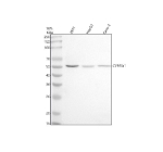 Western blot analysis of CYP2W1 using anti-CYP2W1 antibody. Lane 1: human 293T whole cell lysates, Lane 2: human HepG2 whole cell lysates, Lane 3: human Caco-2 whole cell lysates. After electrophoresis, proteins were transferred to a nitrocellulose membrane at 150 mA for 50-90 minutes. Blocked the membrane with 5% non-fat milk/TBS for 1.5 hour at RT. The membrane was incubated with rabbit anti-CYP2W1 antibody at 0.5 ug/ml overnight at 4oC, then washed with TBS-0.1%Tween 3 times with 5 minutes each and probed with a goat anti-rabbit IgG-HRP secondary antibody at a dilution of 1:5000 for 1.5 hour at RT. The signal was developed using enhanced chemiluminescent. A specific band was detected for CYP2W1 at approximately 54 kDa. The expected molecular weight of CYP2W1 is ~54 kDa.