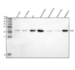 Western blot analysis of Osm using anti-Osm antibody. Lane 1: rat testis tissue lysates, Lane 2: rat kidney tissue lysates, Lane 3: rat C6 whole cell lysates, Lane 4: mouse tetis tissue lysates, Lane 5: mouse kidney tissue lysates, Lane 6: mouse lung tissue lysates, Lane 7: mouse RAW264.7 whole cell lysates. After electrophoresis, proteins were transferred to a nitrocellulose membrane at 150 mA for 50-90 minutes. Blocked the membrane with 5% non-fat milk/TBS for 1.5 hour at RT. The membrane was incubated with rabbit anti-Osm antibody at 0.5 ug/ml overnight at 4oC, then washed with TBS-0.1%Tween 3 times with 5 minutes each and probed with a goat anti-rabbit IgG-HRP secondary antibody at a dilution of 1:5000 for 1.5 hour at RT. The signal was developed using enhanced chemiluminescent. A predominant band is detected at an approximately 22 kDa in all samples, consistent with the C-terminally processed mature form of OSM, which has been reported to migrate between ~22 and 28 kDa depending on proteolytic processing and glycosylation.