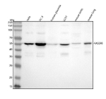 Western blot analysis of RASSF8 using anti-RASSF8 antibody. Lane 1: human Hela whole cell lysates, Lane 2: human PC-3 whole cell lysates, Lane 3: human placenta tissue lysates, Lane 4: human U251 whole cell lysates, Lane 5: mouse testis tissue lysates, Lane 6: mouse lung tissue lysates. After electrophoresis, proteins were transferred to a nitrocellulose membrane at 150 mA for 50-90 minutes. Blocked the membrane with 5% non-fat milk/TBS for 1.5 hour at RT. The membrane was incubated with rabbit anti-RASSF8 antibody at 0.5 ug/ml overnight at 4oC, then washed with TBS-0.1%Tween 3 times with 5 minutes each and probed with a goat anti-rabbit IgG-HRP secondary antibody at a dilution of 1:5000 for 1.5 hour at RT. The signal was developed using enhanced chemiluminescent. A specific band was detected for RASSF8 at approximately 48 kDa. The expected molecular weight of RASSF8 is ~48 kDa.