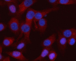 Immunofluorescent staining of RASSF8 using anti-RASSF8 antibody (red). RASSF8 was detected in an immunocytochemical section of human HeLa cells. Enzyme antigen retrieval was performed using IHC enzyme antigen retrieval reagent for 15 mins. The cells were blocked with 10% goat serum. And then incubated with 5 ug/ml rabbit anti-RASSF8 antibody overnight at 4oC. Cy3 Conjugated Goat Anti-Rabbit IgG was used as secondary antibody at 1:500 dilution and incubated for 30 minutes at 37oC. The section was counterstained with DAPI nuclear stain (blue). Visualize using a fluorescence microscope and filter sets appropriate for the label used.