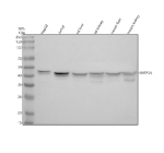 Western blot analysis of ENTPD5 using anti-ENTPD5 antibody. Electrophoresis was performed on a 10% SDS-PAGE gel at 80V (Stacking gel) / 120V (Resolving gel) for 2 hours. Lane 1: human HepG2 whole cell lysates, Lane 2: human Jurkat whole cell lysates, Lane 3: rat liver tissue lysates, Lane 4: rat kidney tissue lysates, Lane 5: mouse liver tissue lysates, Lane 6: mouse kidney tissue lysates. After electrophoresis, proteins were transferred to a nitrocellulose membrane at 150 mA for 50-90 minutes. Blocked the membrane with 5% non-fat milk/TBS for 1.5 hour at RT. The membrane was incubated with rabbit anti-ENTPD5 antibody at 0.5 ug/ml overnight at 4oC, then washed with TBS-0.1%Tween 3 times with 5 minutes each and probed with a goat anti-rabbit IgG-HRP secondary antibody at a dilution of 1:5000 for 1.5 hour at RT. The signal was developed using an ECL Plus Western Blotting Substrate. A predominant doublet is detected between an approximately 40 and 45 kDa in all samples, running slightly below the predicted ~48 kDa size but consistent with the 45-51 kDa range reported for the glycosylated ER UDPase ENTPD5. The closely spaced bands likely represent different glycosylation or processing states of full length ENTPD5 rather than distinct truncated isoforms.