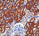 Immunohistochemical staining of ENTPD5 using anti-ENTPD5 antibody. ENTPD5 was detected in a paraffin-embedded section of rat kidney tissue. Heat mediated antigen retrieval was performed in EDTA buffer (pH 8.0, epitope retrieval solution). The tissue section was blocked with 10% goat serum. The tissue section was then incubated with 2 ug/ml rabbit anti-ENTPD5 antibody overnight at 4oC. Peroxidase Conjugated Goat Anti-rabbit IgG was used as secondary antibody and incubated for 30 minutes at 37oC. The tissue section was developed using an HRP secondary and DAB substrate.