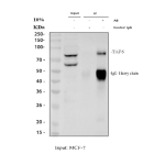 Immunoprecipitating TAF6 in MCF-7 whole cell lysate. Western blot analysis of TAF6 using anti-TAF6 antibody. Lane 1: MCF-7 whole cell lysates (30ug), Lane 2: Rabbit control IgG instead of anti-TAF6 antibody in MCF-7 whole cell lysate, Lane 3: anti-TAF6 antibody (2ug) + MCF-7 whole cell lysate (500ug). After electrophoresis, proteins were transferred to a membrane. Then the membrane was incubated with rabbit anti-TAF6 antibody at a dilution of 0.5 ug/ml and probed with a goat anti-rabbit IgG-HRP secondary antibody. The signal is developed using ECL Plus Western Blotting Substrate. A specific band was detected for TAF6 at approximately 73 kDa. The expected molecular weight of TAF6 is at 73 kDa.