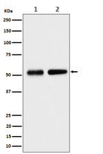 Western blot analysis of Septin 8 expression in (1) human HeLa cell lysate; (2) mouse NIH 3T3 cell lysate using SEPTIN8 antibody. Predicted molecular weight ~56 kDa.