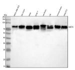 Western blot analysis of MECP2 using anti-MECP2 antibody. Lane 1: human MDA-MB-453 whole cell lysates, Lane 2: human SH-SY5Y whole cell lysates, Lane 3: human Hela whole cell lysates, Lane 4: monkey COS-7 whole cell lysates, Lane 5: rat brain tissue lysates, Lane 6: rat C6 whole cell lysates, Lane 7: mouse brain tissue lysates, Lane 8: mouse NIH/3T3 whole cell lysates. After electrophoresis, proteins were transferred to a nitrocellulose membrane at 150 mA for 50-90 minutes. Blocked the membrane with 5% non-fat milk/TBS for 1.5 hour at RT. The membrane was incubated with rabbit anti-MECP2 antibody at 0.5 ug/ml overnight at 4oC, then washed with TBS-0.1%Tween 3 times with 5 minutes each and probed with a goat anti-rabbit IgG-HRP secondary antibody at a dilution of 1:5000 for 1.5 hour at RT. The signal was developed using enhanced chemiluminescent. A predominant doublet is detected at an approximately 70-75 kDa in all neural enriched samples, running well above the predicted ~52 kDa mass but consistent with the anomalously slow migration reported for full length MeCP2, which is heavily post translationally modified and often observed at ~75 kDa in the literature.