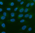 Immunofluorescent staining of ALOX5AP using anti-ALOX5AP antibody (green). ALOX5AP was detected in an immunocytochemical section of U2OS cells. Enzyme antigen retrieval was performed using IHC enzyme antigen retrieval reagent for 15 mins. The cells were blocked with 10% goat serum. And then incubated with 5 ug/ml rabbit anti-ALOX5AP antibody overnight at 4oC. DyLight 488 Conjugated Goat Anti-Rabbit IgG was used as secondary antibody at 1:500 dilution and incubated for 30 minutes at 37oC. The section was counterstained with DAPI nuclear stain (blue). Visualize using a fluorescence microscope and filter sets appropriate for the label used.