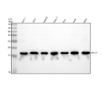 Western blot analysis of RPL27 using anti-RPL27 antibody. Lane 1: human THP-1 whole cell lysates, Lane 2: human 293T whole cell lysates, Lane 3: human HepG2 whole cell lysates, Lane 4: human Caco-2 whole cell lysates, Lane 5: human RT4 whole cell lysates, Lane 6: human Hela whole cell lysates, Lane 8: human K562 whole cell lysates. After electrophoresis, proteins were transferred to a nitrocellulose membrane at 150 mA for 50-90 minutes. Blocked the membrane with 5% non-fat milk/TBS for 1.5 hour at RT. The membrane was incubated with rabbit anti-RPL27 antibody at 0.25 ug/ml overnight at 4oC, then washed with TBS-0.1%Tween 3 times with 5 minutes each and probed with a goat anti-rabbit IgG-HRP secondary antibody at a dilution of 1:5000 for 1.5 hour at RT. The signal was developed using enhanced chemiluminescent. A specific band was detected for RPL27 at approximately 16 kDa. The expected molecular weight of RPL27 is ~16 kDa.