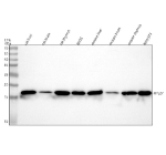 Western blot analysis of RPL27 using anti-RPL27 antibody. Lane 1: rat liver tissue lysates, Lane 2: rat brain tissue lysates, Lane 3: rat thymus tissue lysates, Lane 4: rat RH35 whole cell lysates, Lane 5: mouse liver tissue lysates, Lane 6: mouse brain tissue lysates, Lane 7: mouse thymus tissue lysates, Lane 8: mouse NIH/3T3 whole cell lysates. After electrophoresis, proteins were transferred to a nitrocellulose membrane at 150 mA for 50-90 minutes. Blocked the membrane with 5% non-fat milk/TBS for 1.5 hour at RT. The membrane was incubated with rabbit anti-RPL27 antibody at 0.5 ug/ml overnight at 4oC, then washed with TBS-0.1%Tween 3 times with 5 minutes each and probed with a goat anti-rabbit IgG-HRP secondary antibody at a dilution of 1:5000 for 1.5 hour at RT. The signal was developed using enhanced chemiluminescent. A specific band was detected for RPL27 at approximately 16 kDa. The expected molecular weight of RPL27 is ~16 kDa.