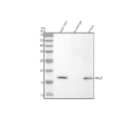 Immunoprecipitating RPL27 in Hela whole cell lysate. Western blot analysis of RPL27 using anti-RPL27 antibody. Lane 1: Hela whole cell lysates (30ug) Lane 2: Rabbit control IgG instead of anti-RPL27 antibody in Hela whole cell lysate. Lane 3: anti-RPL27 antibody (2ug) + Hela whole cell lysate (500ug) After electrophoresis, proteins were transferred to a membrane. Then the membrane was incubated with rabbit anti-RPL27 antibody at a dilution of 0.5 ug/ml and probed with a goat anti-rabbit IgG-HRP secondary antibody. The signal is developed using ECL Plus Western Blotting Substrate. A specific band was detected for RPL27 at approximately 16 kDa. The expected molecular weight of RPL27 is at 16 kDa.