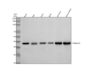 Western blot analysis of P-PRKA/C/G using anti-Phospho-PKA C (Thr197) antibody. Electrophoresis was performed on a 10% SDS-PAGE gel at 80V (Stacking gel) / 120V (Resolving gel) for 2 hours. Lane 1: human Hela whole cell lysates, Lane 2: human HEL whole cell lysates, Lane 3: human U251 whole cell lysates, Lane 4: human SIHA whole cell lysates, Lane 5: rat brain tissue lysates, Lane 6: mouse brain tissue lysates. After electrophoresis, proteins were transferred to a nitrocellulose membrane at 150 mA for 50-90 minutes. Blocked the membrane with 5% non-fat milk/TBS for 1.5 hour at RT. The membrane was incubated with rabbit anti-Phospho-PKA C (Thr197) antibody at 1:500 overnight at 4oC, then washed with TBS-10%%Tween 3 times with 5 minutes each and probed with a goat anti-rabbit IgG-HRP secondary antibody at a dilution of 1:5000 for 1.5 hour at RT. The signal was developed using an ECL Plus Western Blotting Substrate. The predicted molecular weight of P-PRKA/C/G is ~40 kDa.