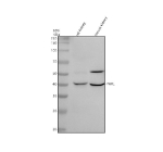 Western blot analysis of PARL using anti-PARL antibody. Electrophoresis was performed on a 10% SDS-PAGE gel at 80V (Stacking gel) / 120V (Resolving gel) for 2 hours. Lane 1: rat kidney tissue lysates, Lane 2: mouse kidney tissue lysates. After electrophoresis, proteins were transferred to a nitrocellulose membrane at 150 mA for 50-90 minutes. Blocked the membrane with 5% non-fat milk/TBS for 1.5 hour at RT. The membrane was incubated with rabbit anti-PARL antibody at 0.5 ug/ml overnight at 4oC, then washed with TBS-0.1%Tween 3 times with 5 minutes each and probed with a goat anti-rabbit IgG-HRP secondary antibody at a dilution of 1:5000 for 1.5 hour at RT. The signal was developed using an ECL Plus Western Blotting Substrate. A predominant band is detected at an approximately 40 kDa in both species, consistent with the processed forms of the mitochondrial rhomboid protease PARL, which are reported to migrate between ~36 and 42 kDa. The kidney samples additionally show a band in the low 50 kDa range, likely representing a less processed or differently modified PARL species rather than a distinct isoform.