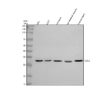 Western blot analysis of SGCZ using anti-SGCZ antibody. Electrophoresis was performed on a 10% SDS-PAGE gel at 80V (Stacking gel) / 120V (Resolving gel) for 2 hours. Lane 1: human HEL whole cell lysates, Lane 2: human U251 whole cell lysates, Lane 3: rat heart tissue lysates, Lane 4: rat skeletal muscle tissue lysates, Lane 5: mouse heart tissue lysates. After electrophoresis, proteins were transferred to a nitrocellulose membrane at 150 mA for 50-90 minutes. Blocked the membrane with 5% non-fat milk/TBS for 1.5 hour at RT. The membrane was incubated with rabbit anti-SGCZ antibody at 0.5 ug/ml overnight at 4oC, then washed with TBS-0.1%Tween 3 times with 5 minutes each and probed with a goat anti-rabbit IgG-HRP secondary antibody at a dilution of 1:5000 for 1.5 hour at RT. The signal was developed using an ECL Plus Western Blotting Substrate. A specific band was detected for SGCZ at approximately 33 kDa. The expected molecular weight of SGCZ is ~33 kDa.