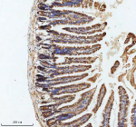 Immunohistochemical staining of GIPC1 using anti-GIPC1 antibody. GIPC1 was detected in a paraffin-embedded section of mouse small intestine tissue. Heat mediated antigen retrieval was performed in EDTA buffer (pH 8.0, epitope retrieval solution). The tissue section was blocked with 10% goat serum. The tissue section was then incubated with 2 ug/ml rabbit anti-GIPC1 antibody overnight at 4oC. Peroxidase Conjugated Goat Anti-rabbit IgG was used as secondary antibody and incubated for 30 minutes at 37oC. The tissue section was developed using an HRP secondary and DAB substrate.
