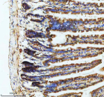 Immunohistochemical staining of GIPC1 using anti-GIPC1 antibody. GIPC1 was detected in a paraffin-embedded section of mouse small intestine tissue. Heat mediated antigen retrieval was performed in EDTA buffer (pH 8.0, epitope retrieval solution). The tissue section was blocked with 10% goat serum. The tissue section was then incubated with 2 ug/ml rabbit anti-GIPC1 antibody overnight at 4oC. Peroxidase Conjugated Goat Anti-rabbit IgG was used as secondary antibody and incubated for 30 minutes at 37oC. The tissue section was developed using an HRP secondary and DAB substrate.