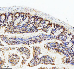 Immunohistochemical staining of GIPC1 using anti-GIPC1 antibody. GIPC1 was detected in a paraffin-embedded section of rat small intestine tissue. Heat mediated antigen retrieval was performed in EDTA buffer (pH 8.0, epitope retrieval solution). The tissue section was blocked with 10% goat serum. The tissue section was then incubated with 2 ug/ml rabbit anti-GIPC1 antibody overnight at 4oC. Peroxidase Conjugated Goat Anti-rabbit IgG was used as secondary antibody and incubated for 30 minutes at 37oC. The tissue section was developed using an HRP secondary and DAB substrate.
