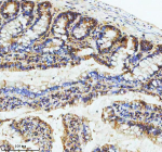 Immunohistochemical staining of GIPC1 using anti-GIPC1 antibody. GIPC1 was detected in a paraffin-embedded section of rat small intestine tissue. Heat mediated antigen retrieval was performed in EDTA buffer (pH 8.0, epitope retrieval solution). The tissue section was blocked with 10% goat serum. The tissue section was then incubated with 2 ug/ml rabbit anti-GIPC1 antibody overnight at 4oC. Peroxidase Conjugated Goat Anti-rabbit IgG was used as secondary antibody and incubated for 30 minutes at 37oC. The tissue section was developed using an HRP secondary and DAB substrate.