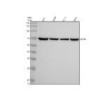 Western blot analysis of NTN4 using anti-NTN4 antibody. Electrophoresis was performed on a 10% SDS-PAGE gel at 80V (Stacking gel) / 120V (Resolving gel) for 2 hours. Lane 1: human RT4 whole cell lysates, Lane 2: human whole cell lysates, Lane 3: human PC-3 whole cell lysates, Lane 4: human SIHA whole cell lysates. After electrophoresis, proteins were transferred to a nitrocellulose membrane at 150 mA for 50-90 minutes. Blocked the membrane with 5% non-fat milk/TBS for 1.5 hour at RT. The membrane was incubated with rabbit anti-NTN4 antibody at 0.5 ug/ml overnight at 4oC, then washed with TBS-0.1%Tween 3 times with 5 minutes each and probed with a goat anti-rabbit IgG-HRP secondary antibody at a dilution of 1:5000 for 1.5 hour at RT. The signal was developed using an ECL Plus Western Blotting Substrate. A specific band was detected for NTN4 at approximately 70 kDa. The expected molecular weight of NTN4 is ~70 kDa.