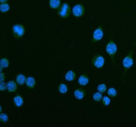 Immunofluorescent staining of CEACAM1 using anti-Ceacam1 antibody (green). CEACAM1 was detected in an immunocytochemical section of mouse RAW264.7 cells. Enzyme antigen retrieval was performed using IHC enzyme antigen retrieval reagent for 15 mins. The cells were blocked with 10% goat serum. And then incubated with 5 ug/ml rabbit anti-Ceacam1 antibody overnight at 4oC. DyLight 488 Conjugated Goat Anti-Rabbit IgG was used as secondary antibody at 1:500 dilution and incubated for 30 minutes at 37oC. The section was counterstained with DAPI nuclear stain (blue). Visualize using a fluorescence microscope and filter sets appropriate for the label used.