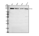 Western blot analysis of MYLK3 using anti-MYLK3 antibody. Lane 1: human HEL whole cell lysates, Lane 2: human K562 whole cell lysates, Lane 3: human Hela whole cell lysates, Lane 4: human Caco-2 whole cell lysates. After electrophoresis, proteins were transferred to a nitrocellulose membrane at 150 mA for 50-90 minutes. Blocked the membrane with 5% non-fat milk/TBS for 1.5 hour at RT. The membrane was incubated with rabbit anti-MYLK3 antibody at 0.5 ug/ml overnight at 4oC, then washed with TBS-0.1%Tween 3 times with 5 minutes each and probed with a goat anti-rabbit IgG-HRP secondary antibody at a dilution of 1:5000 for 1.5 hour at RT. The signal was developed using enhanced chemiluminescent. A predominant band is detected at an approximately 100 kDa in all samples, running above the predicted ~88 kDa size but consistent with the higher apparent molecular weight typically observed for the heavily regulated kinase MYLK3.