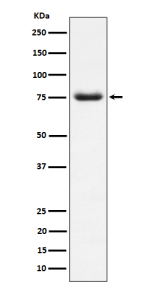 Western blot analysis of PWP1 expression in human HepG2 cell lysate. A predominant band is detected at an approximately 75 kDa, running above the predicted ~56 kDa size but consistent with the higher apparent molecular weight expected for the highly modified nuclear ribosome biogenesis factor PWP1.