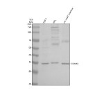 Western blot analysis of TRIM40 using anti-TRIM40 antibody. Electrophoresis was performed on a 10% SDS-PAGE gel at 80V (Stacking gel) / 120V (Resolving gel) for 2 hours. Lane 1: human THP-1 whole cell lysates, Lane 2: human HEL whole cell lysates, Lane 3: rat small intestine tissue lysates. After electrophoresis, proteins were transferred to a nitrocellulose membrane at 150 mA for 50-90 minutes. Blocked the membrane with 5% non-fat milk/TBS for 1.5 hour at RT. The membrane was incubated with rabbit anti-TRIM40 antibody at 0.5 ug/ml overnight at 4oC, then washed with TBS-0.1%Tween 3 times with 5 minutes each and probed with a goat anti-rabbit IgG-HRP secondary antibody at a dilution of 1:5000 for 1.5 hour at RT. The signal was developed using an ECL Plus Western Blotting Substrate. A specific band was detected for TRIM40 at approximately 36 kDa. The expected molecular weight of TRIM40 is ~36 kDa.