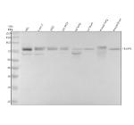 Western blot analysis of TBKBP1 using anti-TBKBP1 antibody. Electrophoresis was performed on a 10% SDS-PAGE gel at 80V (Stacking gel) / 120V (Resolving gel) for 2 hours. Lane 1: human HEL whole cell lysates, Lane 2: human Caco-2 whole cell lysates, Lane 3: human 293T whole cell lysates, Lane 4: human SH-SY5Y whole cell lysates, Lane 5: rat lung tissue lysates, Lane 6: rat brain tissue lysates, Lane 7: mouse lung tissue lysates, Lane 8: mouse brain tissue lysates. After electrophoresis, proteins were transferred to a nitrocellulose membrane at 150 mA for 50-90 minutes. Blocked the membrane with 5% non-fat milk/TBS for 1.5 hour at RT. The membrane was incubated with rabbit anti-TBKBP1 antibody at 0.5 ug/ml overnight at 4oC, then washed with TBS-0.1%Tween 3 times with 5 minutes each and probed with a goat anti-rabbit IgG-HRP secondary antibody at a dilution of 1:5000 for 1.5 hour at RT. The signal was developed using an ECL Plus Western Blotting Substrate. A predominant band is detected at an approximately 78 kDa in all samples, running above the predicted ~68 kDa size but consistent with the higher apparent molecular weight expected for a coiled-coil adaptor protein with multiple post translational modifications. Some lysates also display a weaker band between ~65 and 70 kDa, likely representing a less modified or partially processed form of TBKBP1.
