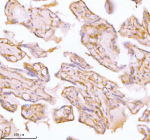 Immunohistochemical staining of SPA17 using anti-SPA17 antibody. SPA17 was detected in a paraffin-embedded section of human placenta tissue. Heat mediated antigen retrieval was performed in EDTA buffer (pH 8.0, epitope retrieval solution). The tissue section was blocked with 10% goat serum. The tissue section was then incubated with 2 ug/ml rabbit anti-SPA17 antibody overnight at 4oC. Peroxidase Conjugated Goat Anti-rabbit IgG was used as secondary antibody and incubated for 30 minutes at 37oC. The tissue section was developed using an HRP secondary and DAB substrate.