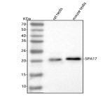 Western blot analysis of SPA17 using anti-SPA17 antibody. Lane 1: rat testis tissue lysates, Lane 2: mouse testis tissue lysates. After electrophoresis, proteins were transferred to a nitrocellulose membrane at 150 mA for 50-90 minutes. Blocked the membrane with 5% non-fat milk/TBS for 1.5 hour at RT. The membrane was incubated with rabbit anti-SPA17 antibody at 0.5 ug/ml overnight at 4oC, then washed with TBS-0.1%Tween 3 times with 5 minutes each and probed with a goat anti-rabbit IgG-HRP secondary antibody at a dilution of 1:5000 for 1.5 hour at RT. The signal was developed using enhanced chemiluminescent. A single band is detected at an approximately 20 kDa in both species, running slightly above the predicted ~17 kDa mass but consistent with the apparent molecular weight of the glycosylated endogenous SPA17 protein in testis.