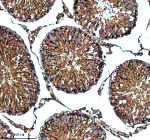 Immunohistochemical staining of PDZD8 using anti-PDZD8 antibody. PDZD8 was detected in a paraffin-embedded section of rat testis tissue. Heat mediated antigen retrieval was performed in EDTA buffer (pH 8.0, epitope retrieval solution). The tissue section was blocked with 10% goat serum. The tissue section was then incubated with 2 ug/ml rabbit anti-PDZD8 antibody overnight at 4oC. Peroxidase Conjugated Goat Anti-rabbit IgG was used as secondary antibody and incubated for 30 minutes at 37oC. The tissue section was developed using an HRP secondary and DAB substrate.