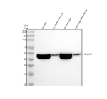 Western blot analysis of HOMER1 using anti-HOMER1 antibody. Electrophoresis was performed on a 10% SDS-PAGE gel at 80V (Stacking gel) / 120V (Resolving gel) for 2 hours. Lane 1: rat brain tissue lysates, Lane 2: rat skeletal muscle tissue lysates, Lane 3: mouse brain tissue lysates, Lane 4: mouse skeletal muscle tissue lysates. After electrophoresis, proteins were transferred to a nitrocellulose membrane at 150 mA for 50-90 minutes. Blocked the membrane with 5% non-fat milk/TBS for 1.5 hour at RT. The membrane was incubated with rabbit anti-HOMER1 antibody at 1:500 overnight at 4oC, then washed with TBS-0.1%Tween 3 times with 5 minutes each and probed with a goat anti-rabbit IgG-HRP secondary antibody at a dilution of 1:5000 for 1.5 hour at RT. The signal was developed using an ECL Plus Western Blotting Substrate. A predominant band is detected between an approximately 45 and 50 kDa in all samples, running above the predicted ~40 kDa mass but consistent with the higher apparent molecular weight of the long HOMER1b/c isoforms, which are strongly enriched in brain.