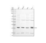 Western blot analysis of SCO2 using anti-SCO2 antibody. Electrophoresis was performed on a 10% SDS-PAGE gel at 80V (Stacking gel) / 120V (Resolving gel) for 2 hours. Lane 1: human 293T whole cell lysates, Lane 2: human HepG2 whole cell lysates, Lane 3: human Hela whole cell lysates, Lane 4: human PC-3 whole cell lysates. After electrophoresis, proteins were transferred to a nitrocellulose membrane at 150 mA for 50-90 minutes. Blocked the membrane with 5% non-fat milk/TBS for 1.5 hour at RT. The membrane was incubated with rabbit anti-SCO2 antibody at 0.5 ug/ml overnight at 4oC, then washed with TBS-0.1%Tween 3 times with 5 minutes each and probed with a goat anti-rabbit IgG-HRP secondary antibody at a dilution of 1:5000 for 1.5 hour at RT. The signal was developed using an ECL Plus Western Blotting Substrate. A single band is detected at an approximately 27 kDa in all samples, consistent with the mature form of SCO2 following removal of its N terminal mitochondrial targeting sequence, which reduces the apparent molecular weight below the predicted ~30 kDa mass of the precursor.