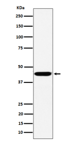 Western blot analysis of KCTD9 expression in human HepG2 cell lysate. Predicted molecular weight ~43 kDa.