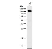Western blot analysis of Phospho-Rb (S780) expression in human K562 cell lysate using Phospho-Rb (Ser780) antibody. Predicted molecular weight ~106 kDa.
