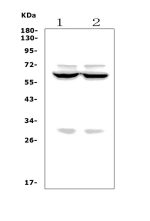 Western blot analysis of FOXI1 using anti-FOXI1 antibody. The sample well of each lane was loaded with 50ug of sample under reducing conditions. Lane 1: rat kidney tissue lysates, Lane 2: monkey COS-7 cell lysates. After Electrophoresis, proteins were transferred to a Nitrocellulose membrane at 150mA for 50-90 minutes. Blocked the membrane with 5% Non-fat Milk/ TBS for 1.5 hour at RT. The membrane was incubated with rabbit anti-FOXI1 antibody at 0.5 ug/ml overnight at 4oC, then washed with TBS-0.1%Tween 3 times with 5 minutes each and probed with a goat anti-rabbit IgG-HRP secondary antibody at a dilution of 1:5000 for 1.5 hour at RT. The signal was developed using enhanced chemiluminescent. A predominant band is detected at an approximately 60 kDa in both samples, running above the predicted ~41 kDa size but likely representing full length FOXl1 with post translational modifications. Additional weaker bands at roughly 70 kDa and 30 kDa may correspond to further modified or truncated FOXl1 species, or minor cross reactive proteins.